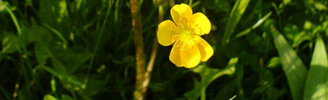 Wiese in Tötzham, Bayern_02