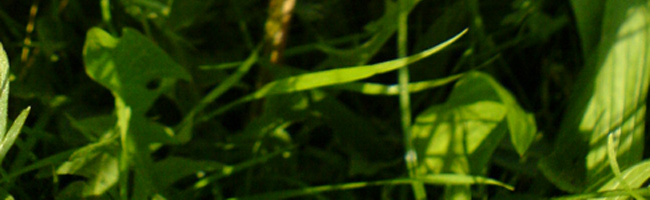 Wiese in Tötzham, Bayern_03