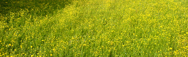 Wiese in Tötzham, Bayern_06